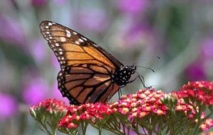 California Agencies Unveil Statewide Plan to Boost Western Monarch Butterflies