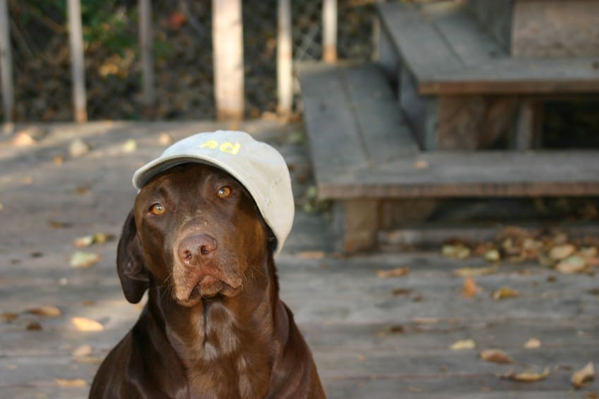 Dog of the Week
