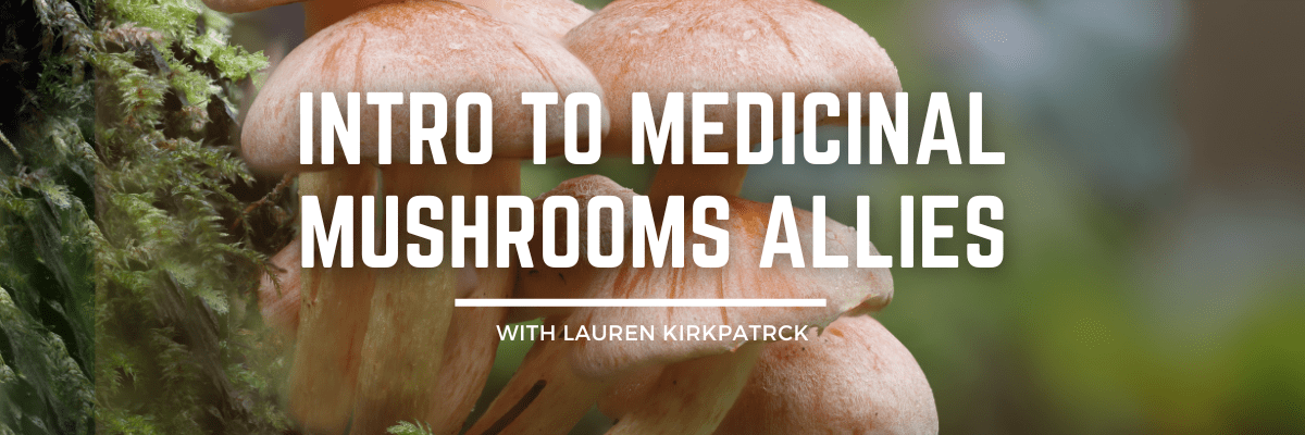 Intro To Medicinal Mushrooms Allies
