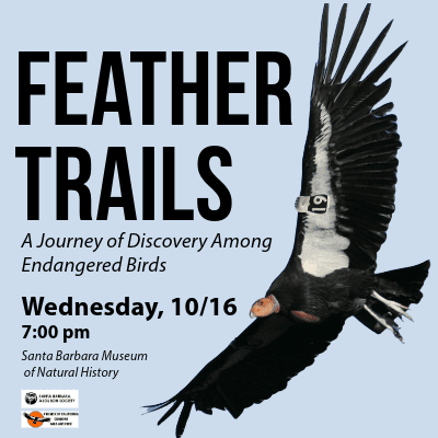 feather_trails_square