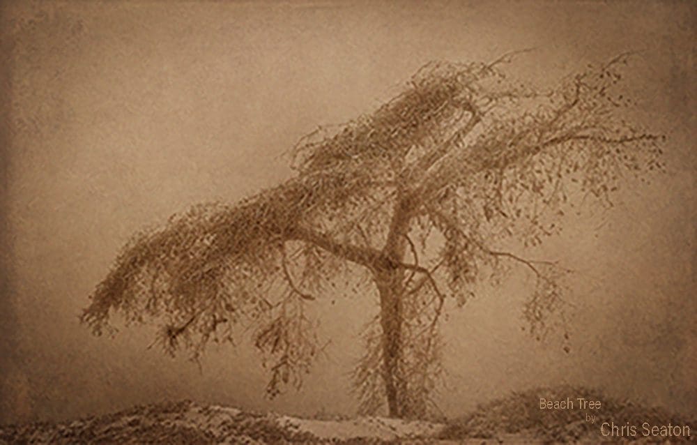 Channel City Camera Club exhibition at Faulkner Gallery