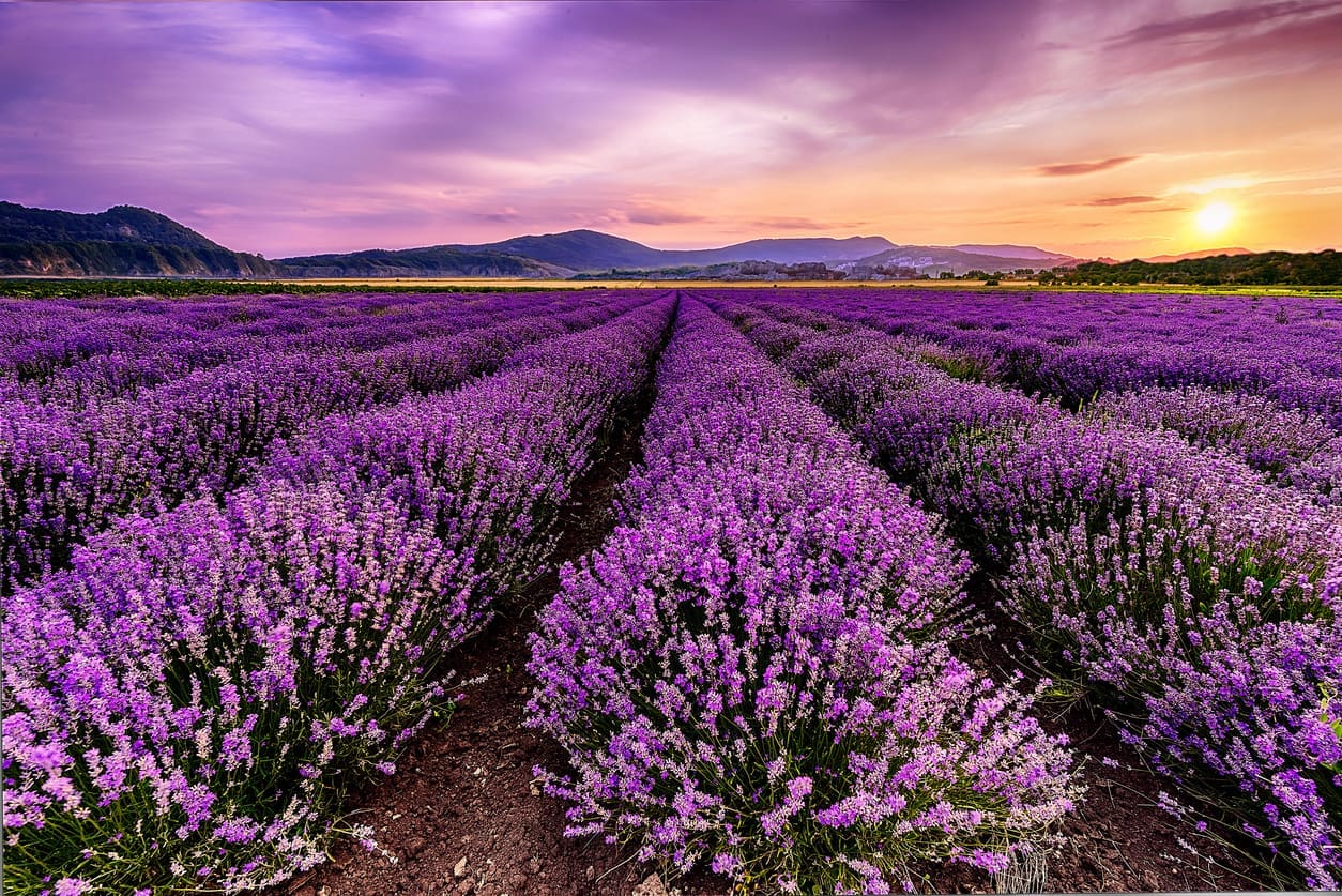 Lavender lines in the field of magic in Bulgaria.