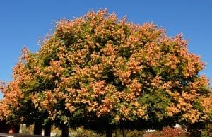 November Tree of the Month: Chinese Lantern Tree