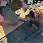 A deputy and community members rescued a senior dog at Lake Nacimiento in San Luis Obispo County. Image Source: SLOCountySheriff/X