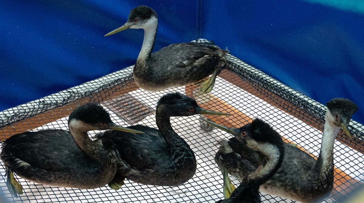 The International Bird Rescue is treating several Western Grebes after they were affected in an oil spill off the Santa Barbara coast. Image Source: International Bird Rescue