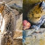 Layan, the 9-year-old snow leopard, who is the newest member at Santa Barbara Zoo. Image Source: Instagram/Santa Barbara Zoo