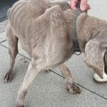 The Santa Paula Police Department reunited a lost dog with its owner. Image source: Santa Police Department/X