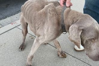 The Santa Paula Police Department reunited a lost dog with its owner. Image source: Santa Police Department/X