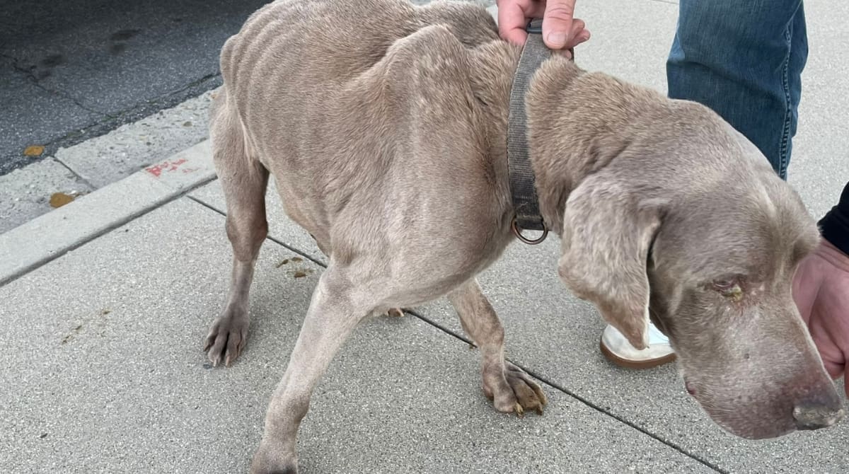 The Santa Paula Police Department reunited a lost dog with its owner. Image source: Santa Police Department/X