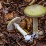 Representative picture of Death Cap mushrooms. Image source: IURII BUKHTA/Canva