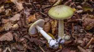 Santa Barbara County Issues Update on State Advisory Warning Against Consumption of Foraged Wild Mushrooms