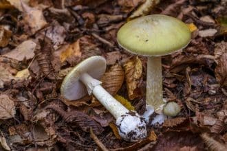 Representative picture of Death Cap mushrooms. Image source: IURII BUKHTA/Canva