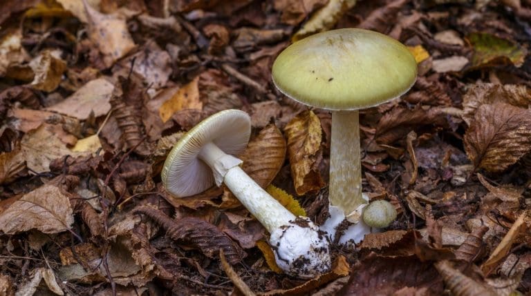 Representative picture of Death Cap mushrooms. Image source: IURII BUKHTA/Canva