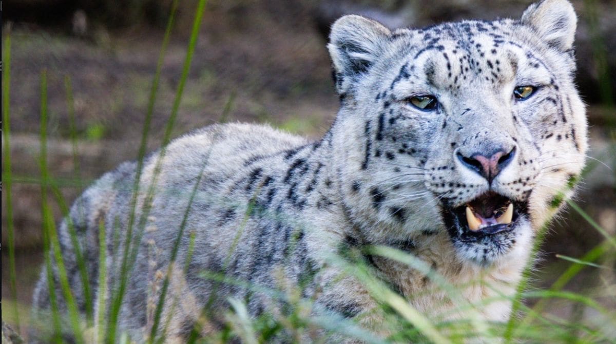 Snow leopard Layan Image Source: Instagram/Santa Barbara Zoo