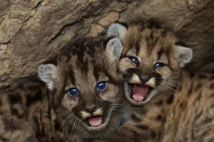 California mountain lions are now considered ‘threatened.’ But only in certain regions