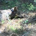 A female gray wolf. Image Source: CDFW website.