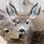 Representative picture of mule deer. Image Source: James Mirakian from Pexels/Canva