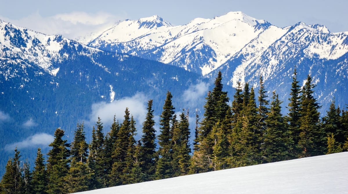 Representative picture of Olympic National Park. Image Source: zrfphoto/Canva