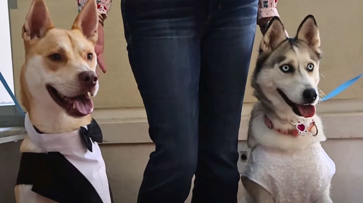 Briers and Mona Lisa at their wedding ceremony. Image Source: Video grab from County of San Luis Obispo Government's Facebook page