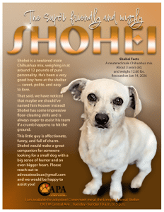 Dog of the Week: Shohei