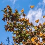 Representative picture of monarch butterflies. Image Source: JHVEPhoto/Canva