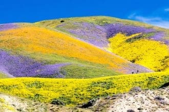 Wildflowers in bloom at Temblor Mountains at the Carrizo Plain National Monument. Image Source: Bob Wick/Bureau of Land Management/ Facebook