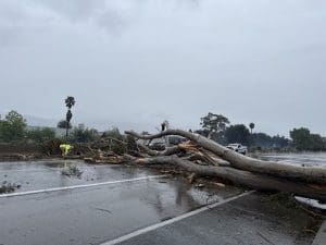 Fallen Tree Shut Down Highway 101 in Goleta on Monday Morning