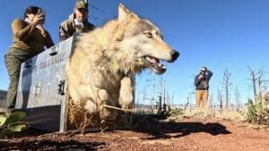 CDFW Captures and Collars 5 Gray Wolves in Northern California