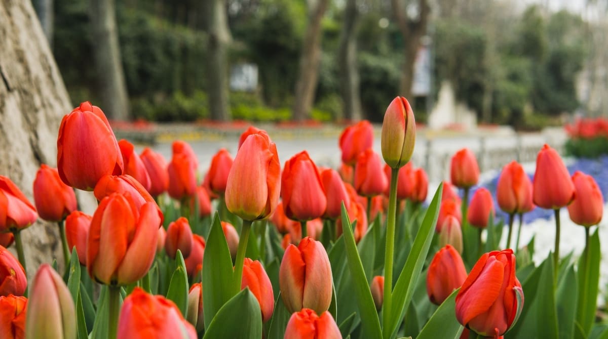 Representative picture of tulips in bloom. Image Source: Burak The Weekender from Pexels/Canva