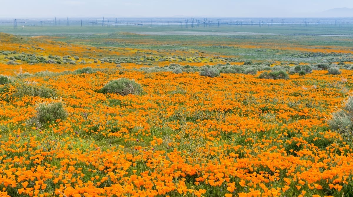 Representative picture of Antelope Valley California Poppy Reserve. Image Source: Sundry Photography/Canva