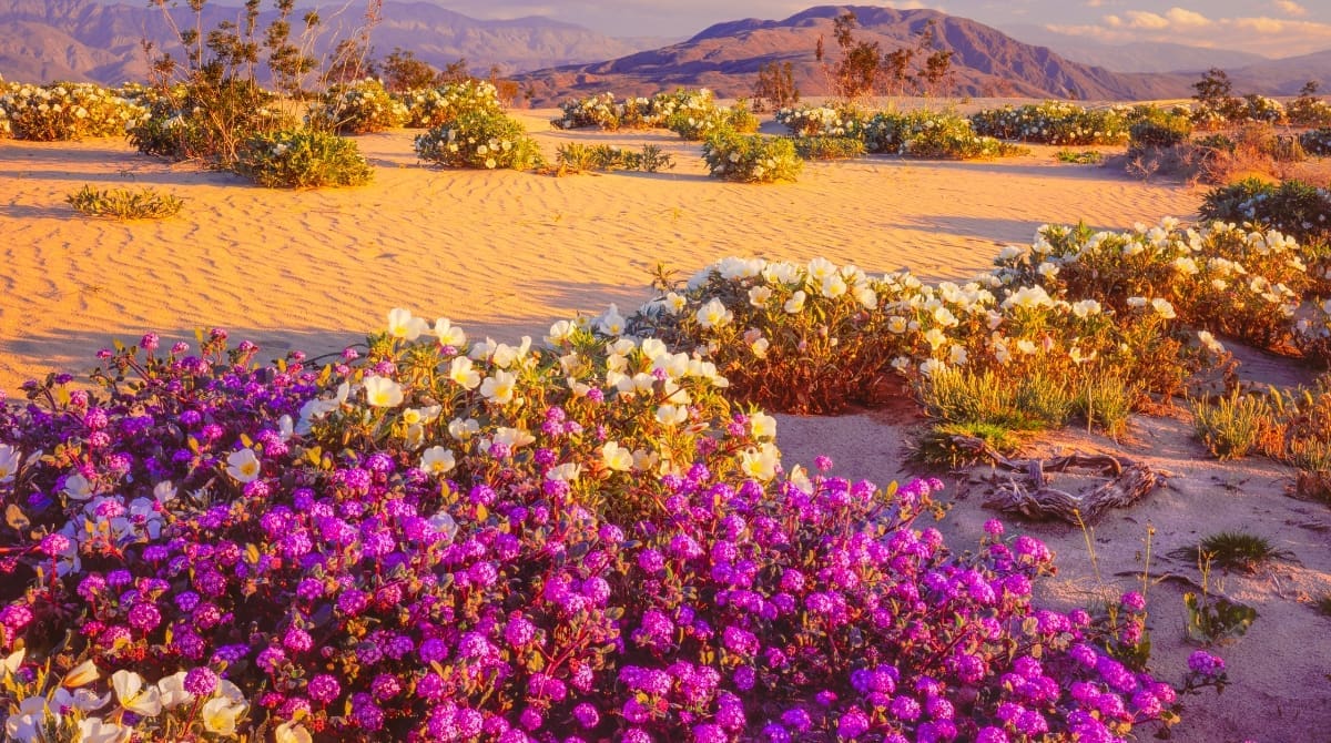 Representative picture of Anza-Borrego Desert State Park. Image Source: Ron and Patty Thomas/Canva
