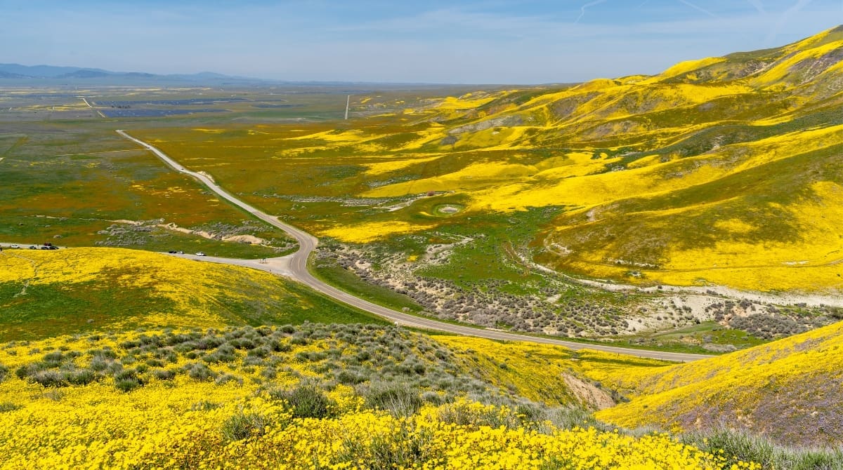 Representative picture of wildflowers at Carrizo Plain National Monument. Image Source: Melissa Kopka/Canva