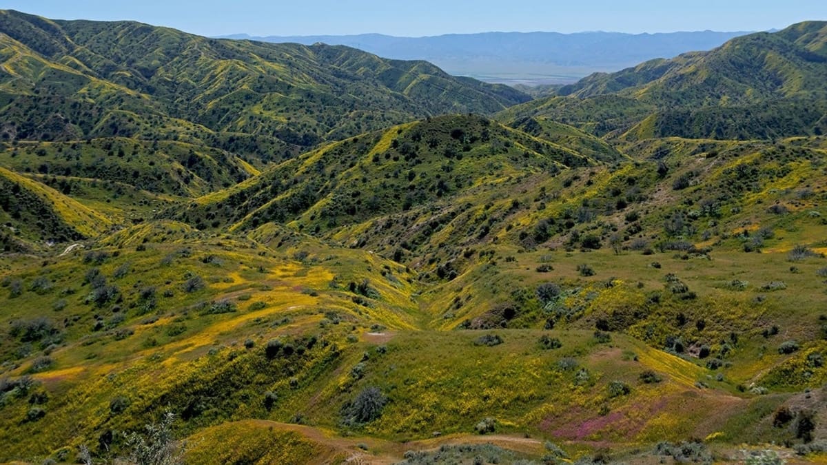 Wildflowers in Carrizo Plain National Monument on March 7, 2026. Image Source: Erin Berkowitz/NASA