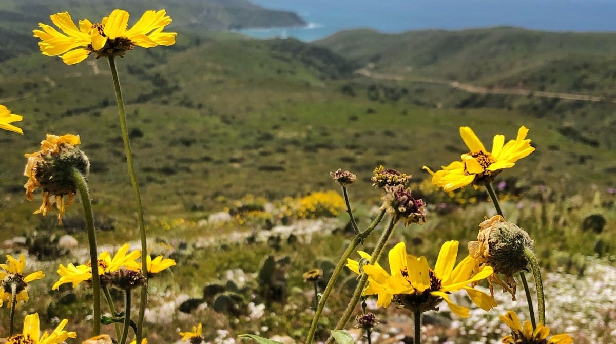 Representative picture of Catalina Island. Image Source: Krista Lance Photography/Canva