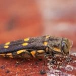 Goldspotted Oak Borer. Image Source: UC Riverside Center for Invasive Species Research
