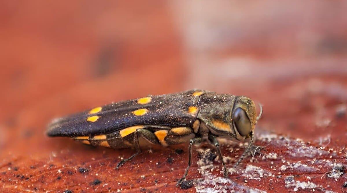 Goldspotted Oak Borer. Image Source: UC Riverside Center for Invasive Species Research