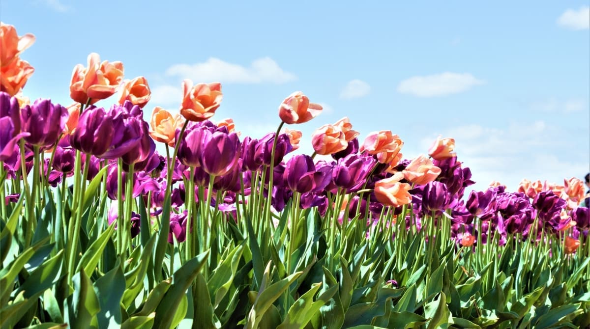 Representative picture of Holland Ridge Farms at Cream Ridge, New Jersey. Image Source: Rohan Bakshi/Canva