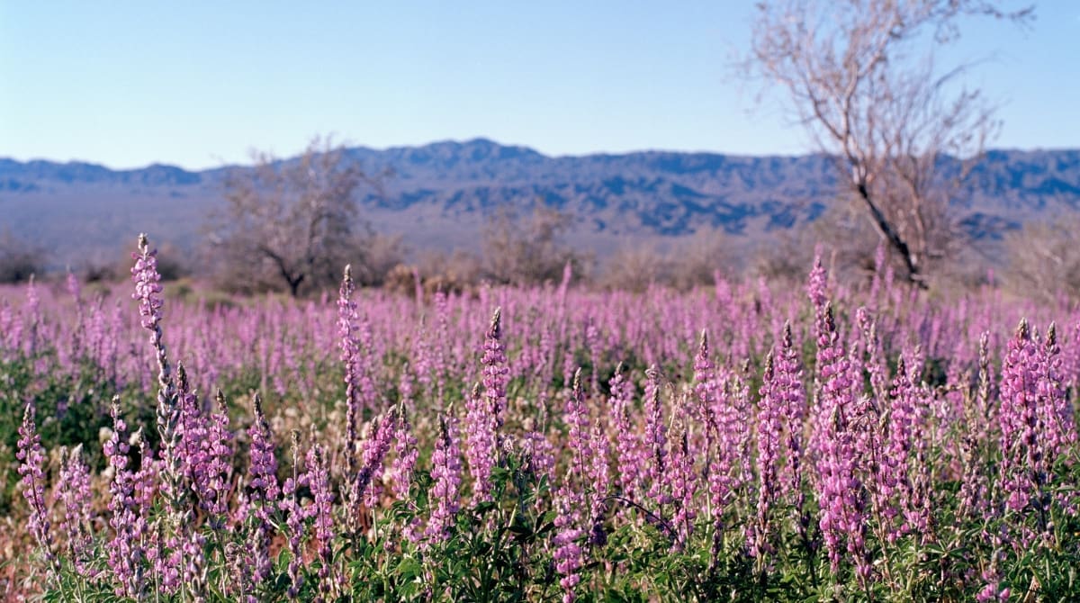 Representative picture of Joshua Tree National Park. Image Source: lfreytag/Canva