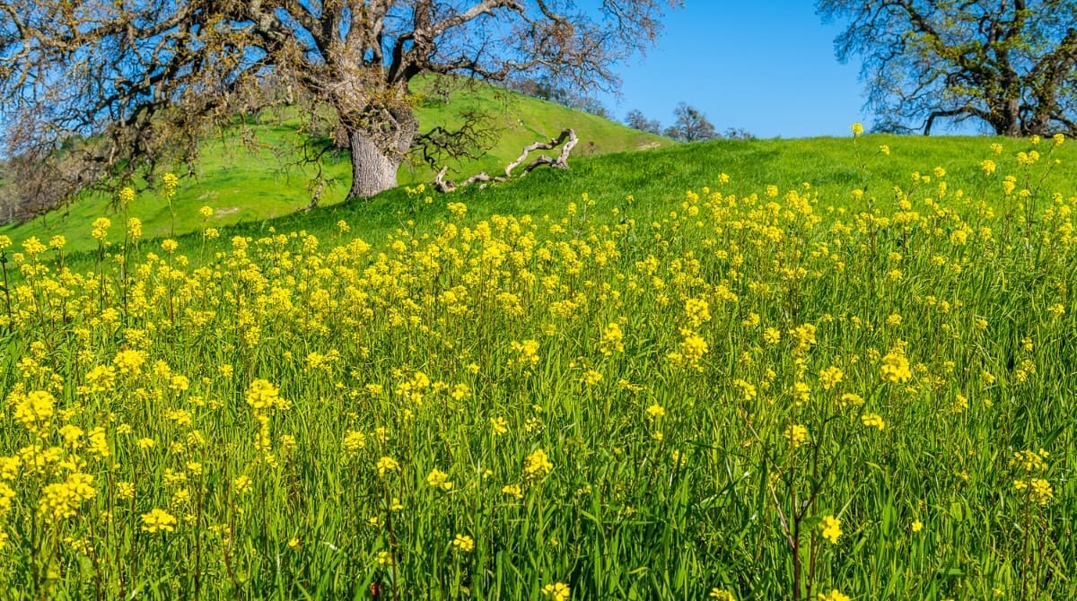 Representative picture of Mount Diablo State Park. Image Source: Chris LaBlasco/Canva