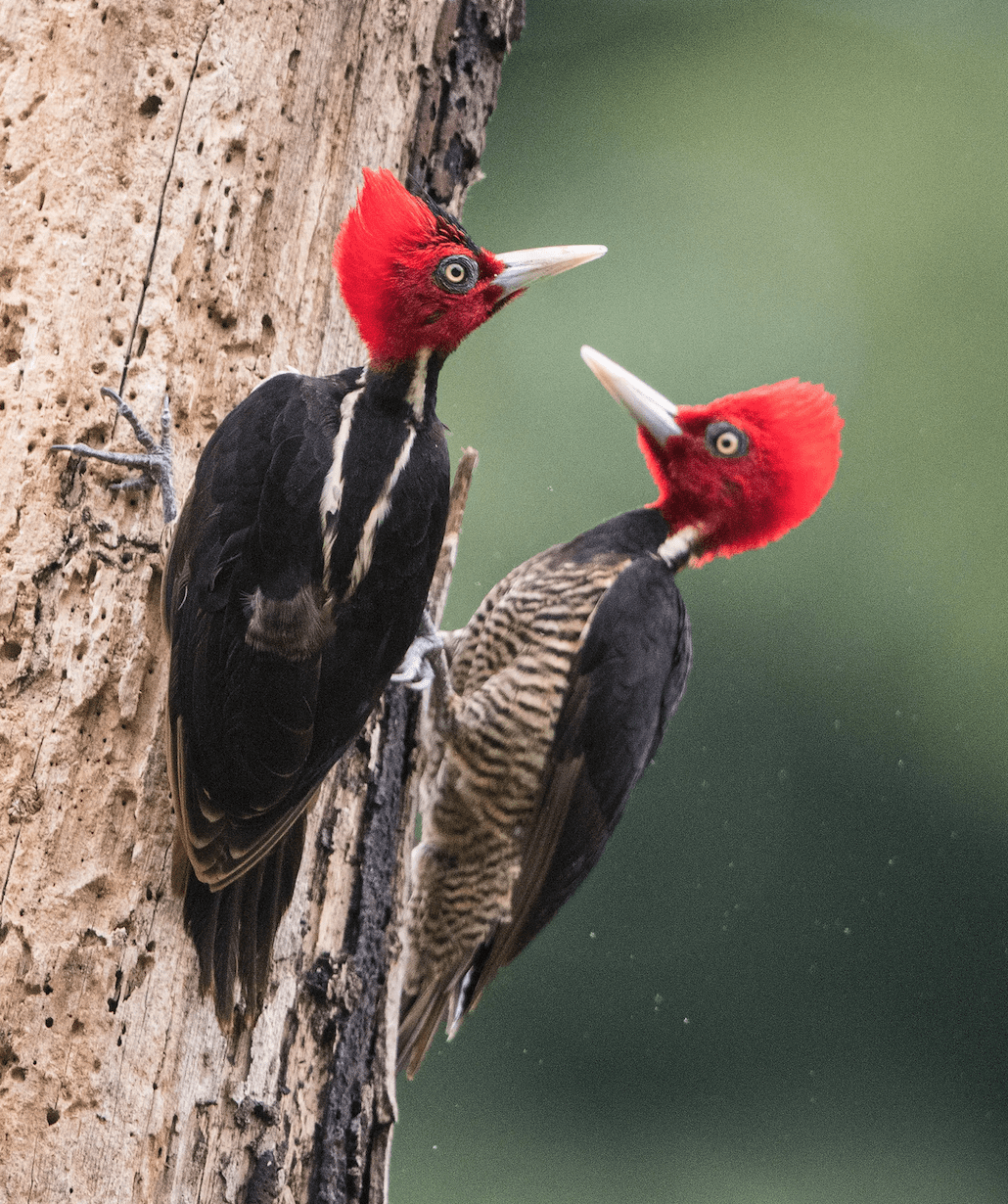 Pale-billed Woodpeckers