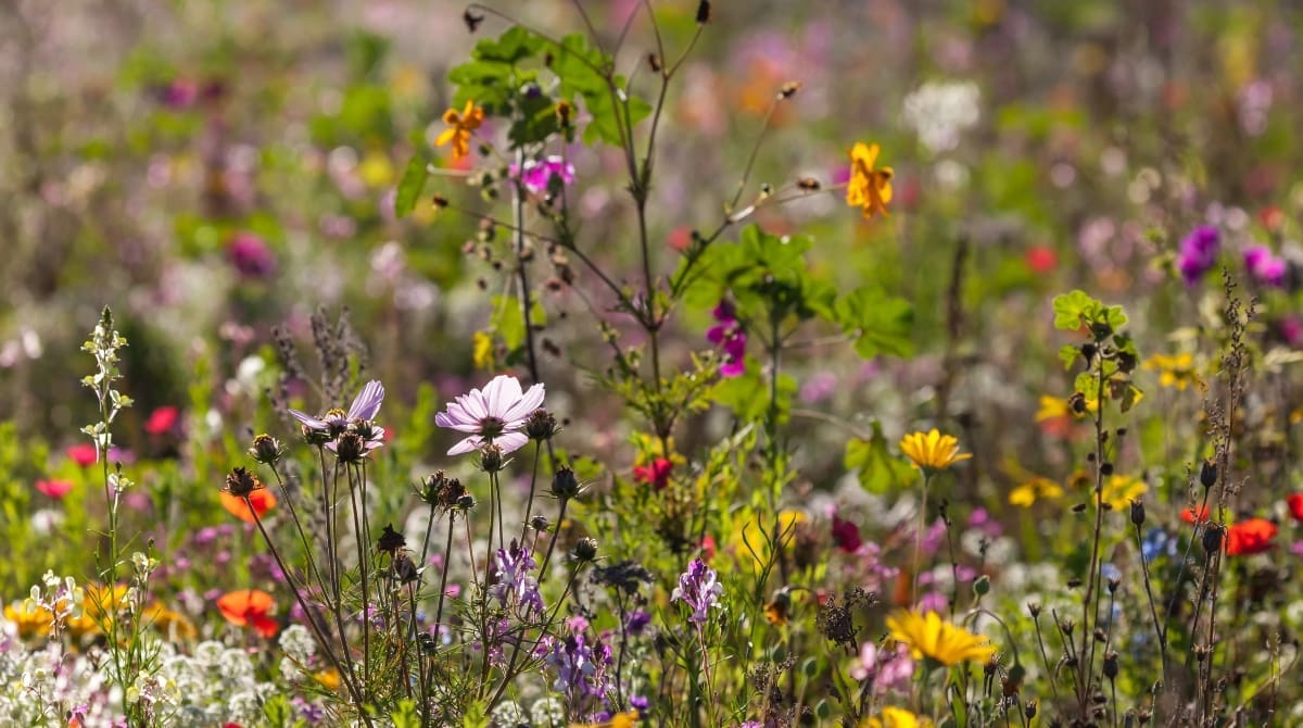 Representative picture. Image Source: Andhoj from Pixabay/Canva