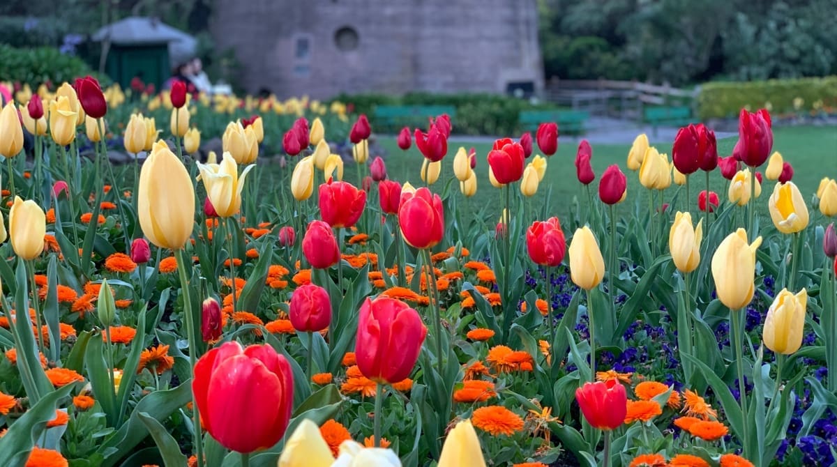 Representative picture of Queen Wilhelmina Gardens in San Francisco, California. Image Source: supatpismai-graziioso/Canva