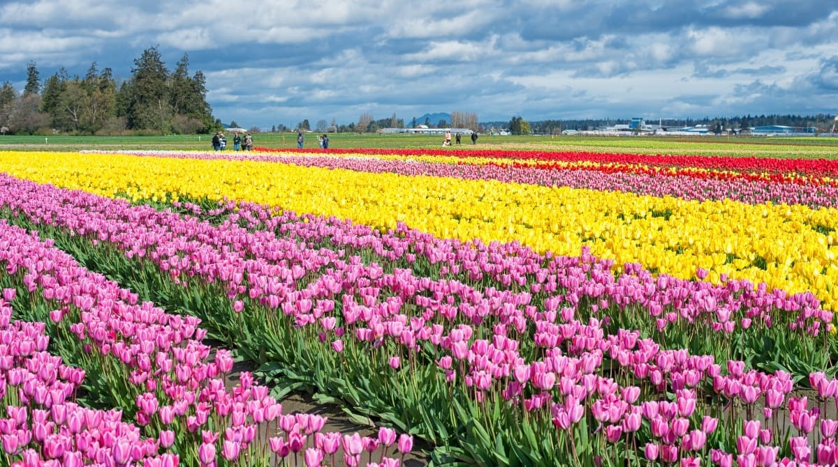 Representative picture of the Skagit Valley Tulip Festival at Skagit Valley, Washington. Image Source: july7th/Canva