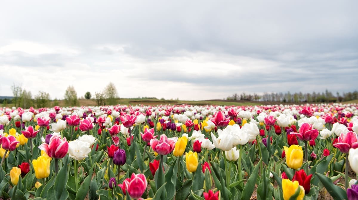 Representative picture of a tulip field. Image Source: photosvit/Canva