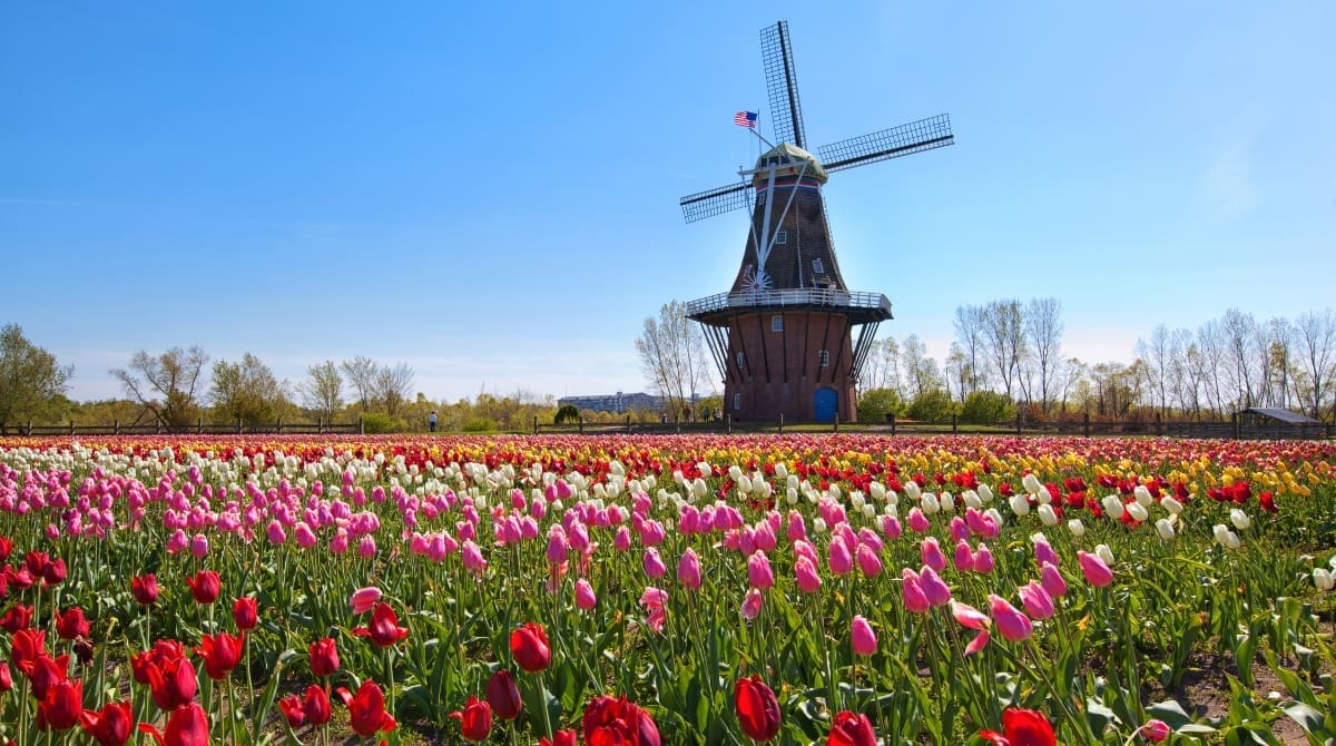 Representative picture of Tulip Time Festival at Holland, Michigan. Image Source: csterken/Canva