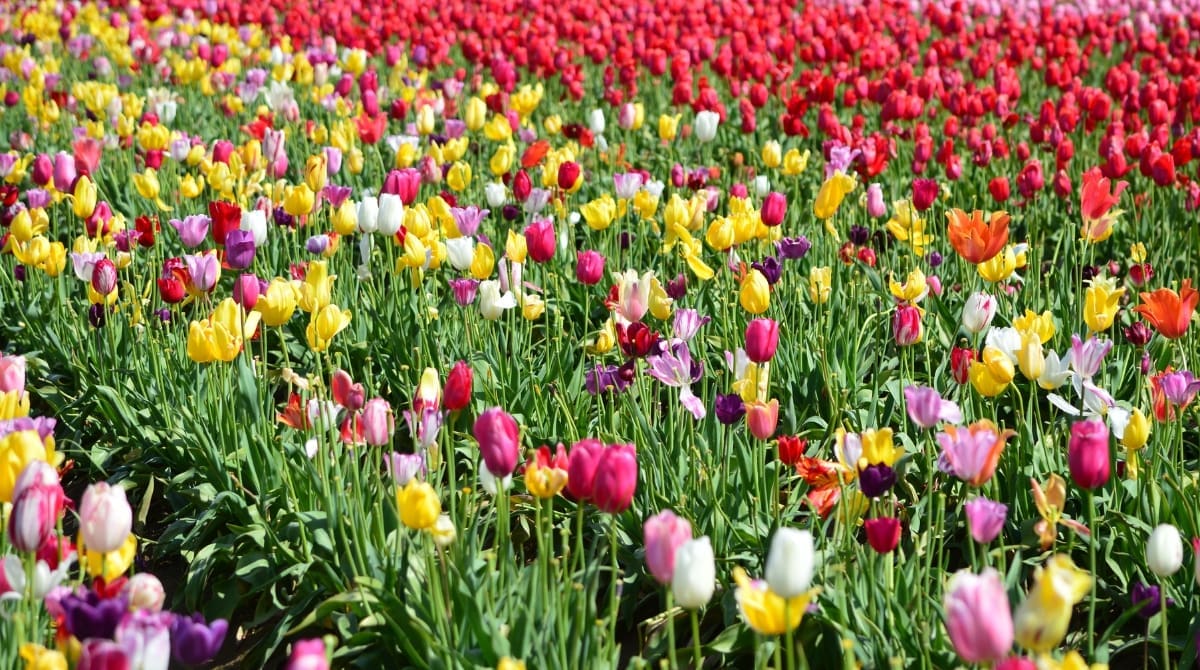 Representative picture of Wooden Shoe Tulip Festival at Woodburn, Oregon. Image Source: Gk005/Canva