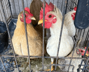 Santa Barbara County Animal Control Seize 58 Birds in Lompoc Cockfighting Investigation