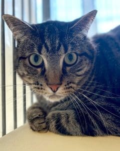 Cat of the Week: Mike