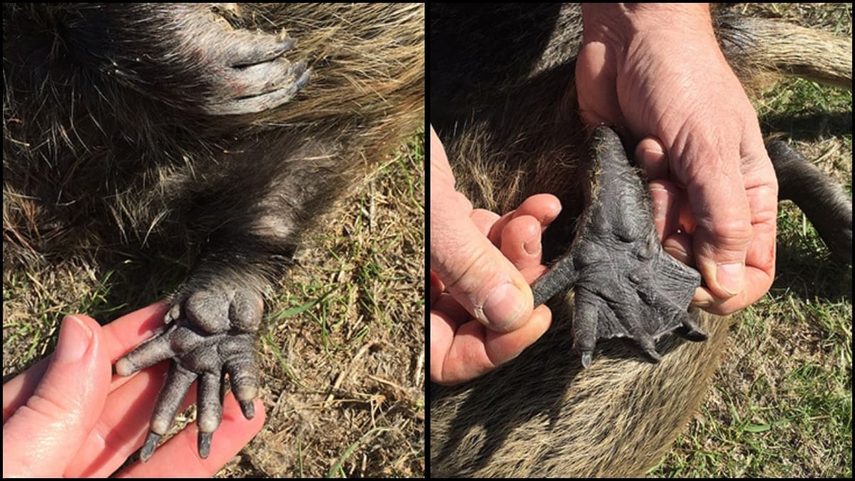 Left: Nutria front foot, showing the four toes visible in tracks and the barely visible fifth, residual toe on the inner, lower area of the foot. Right: Nutria hind foot, showing the webbing between the inner four toes and outer, fifth toe free from webbing. Image Source: CDFW website