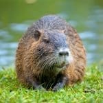 Nutria by a pond. Image Source: Canva/Claymoon